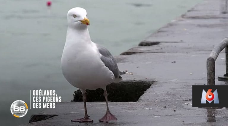 LF PROD réalise de nombreux reportage pour le mag 66 minutes sur M6